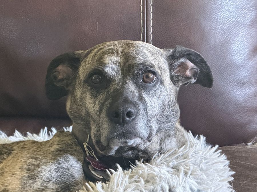 Caspian